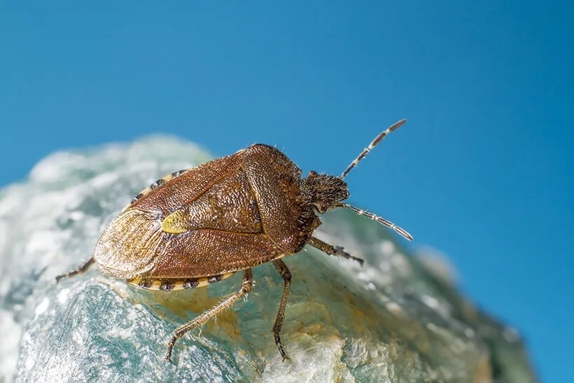 Close-up of a brown stink bug on a rock