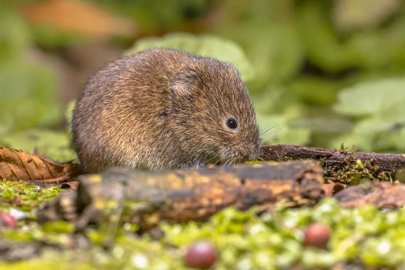 Field vole in the grass, vole control and lawn protection in Salt Lake City, UT