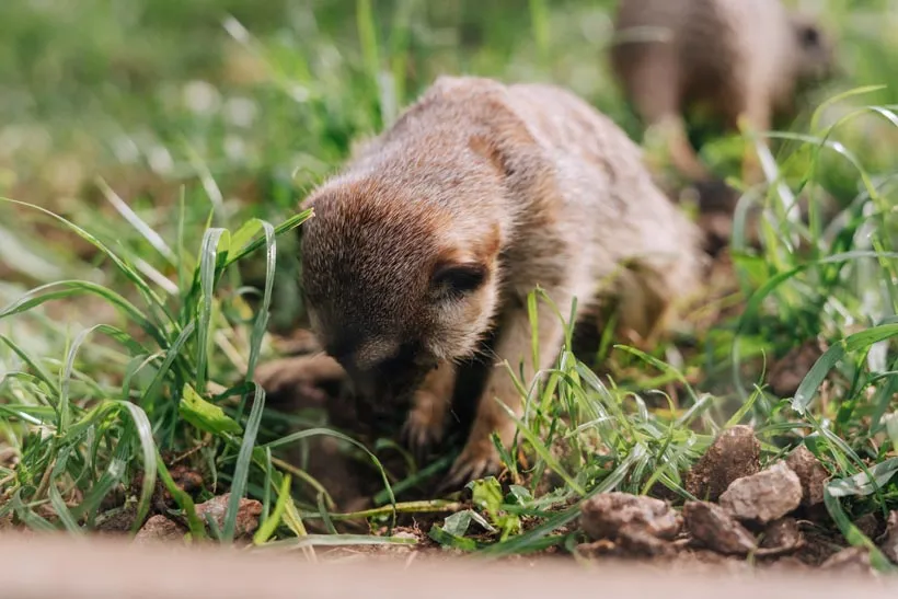 Burrowing animal digging in a lawn, gopher control in Salt Lake City, UT