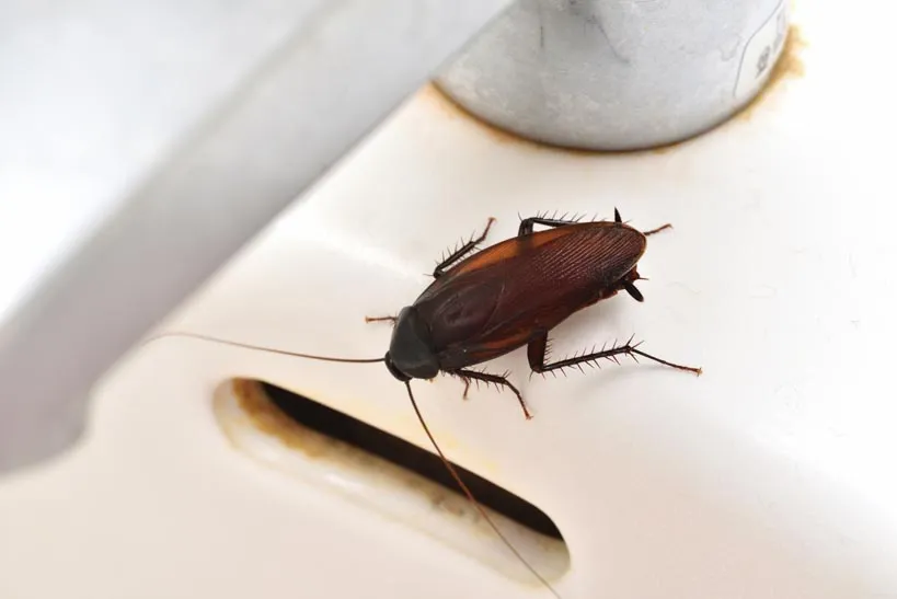 Cockroach crawling on a white bathroom fixture, cockroach extermination in Salt Lake City, UT