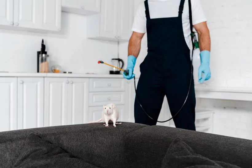 Pest control technician finding a rat on a living room sofa, interior pest treatment in Salt Lake City