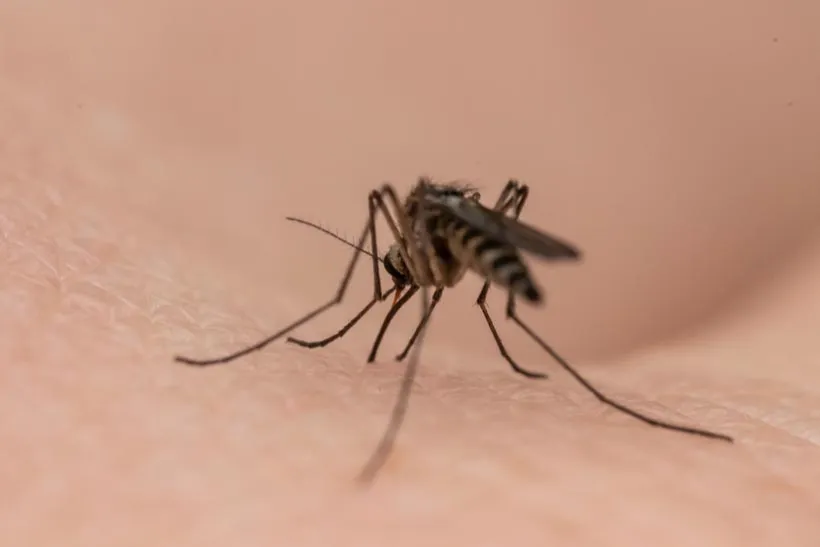 Mosquito biting human skin, mosquito control treatments in Salt Lake City, UT