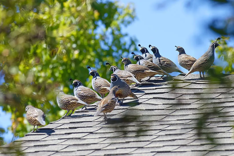 Birds perched on a home's roof shingles, bird control services in Salt Lake City, UT