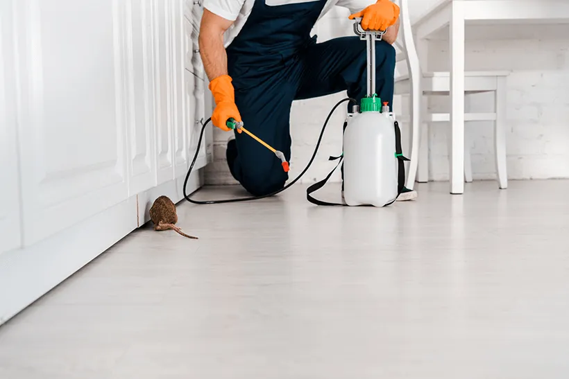 Exterminator treating along a baseboard where a rodent was spotted, rodent control for Salt Lake City homes